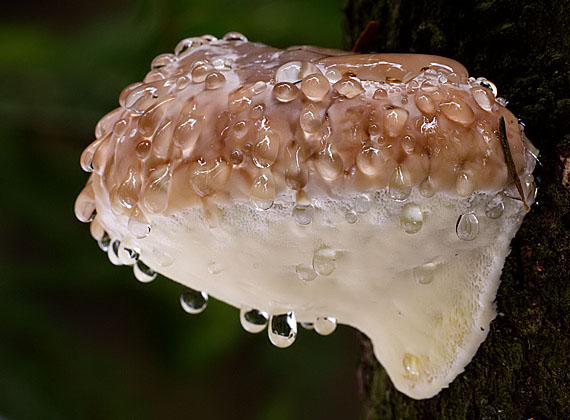 práchnovček pásikavý Fomitopsis pinicola (Sw.) P. Karst.