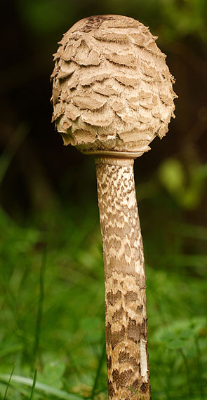 bedľa vysoká Macrolepiota procera (Scop.) Singer