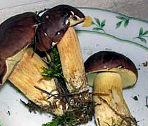 suchohríb hnedý Imleria badia (Fr.) Vizzini