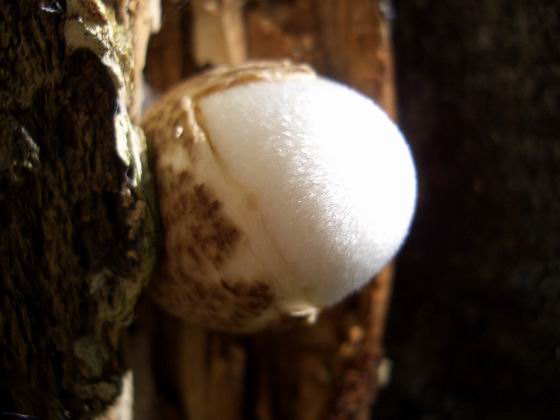 pošvovec stromový Volvariella bombycina (Schaeff.) Singer