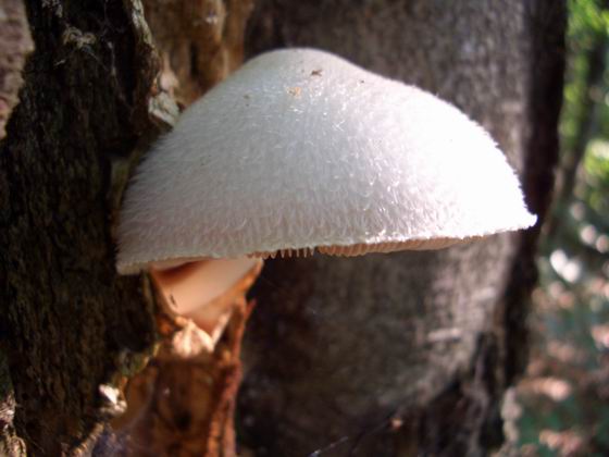 pošvovec stromový Volvariella bombycina (Schaeff.) Singer