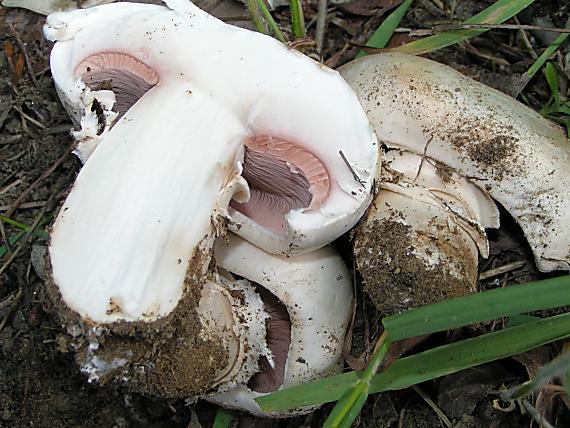 pečiarka obyčajná Agaricus bitorquis (Quél.) Sacc.