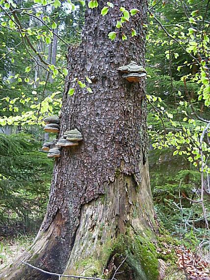 prachnovcek pasikavy Fomitopsis pinicola (Sw.) P. Karst.