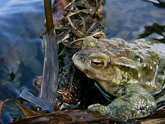 trochu zamyslena ropucha