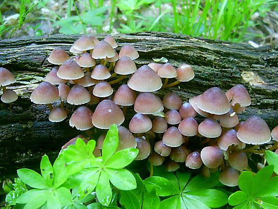 prilbička žltohlúbiková Mycena renati Quél.