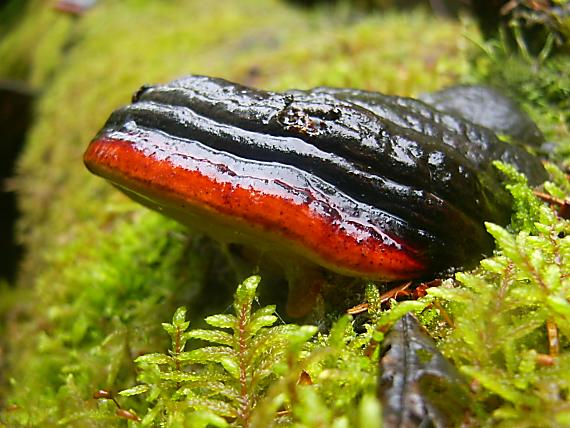 práchnovček pásikavý Fomitopsis pinicola (Sw.) P. Karst.