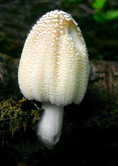 hnojník Coprinus sp.