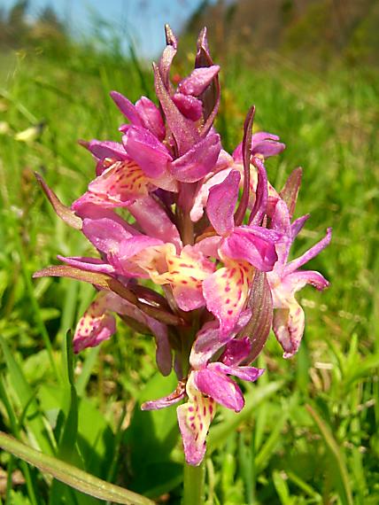 vstavačovec bazový Dactylorhiza sambucina (L.) Soó