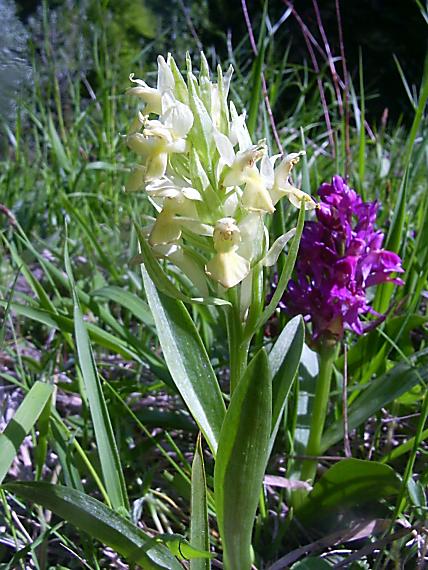 vstavačovec bazový - žltá forma Dactylorhiza sambucina (L.) Soó