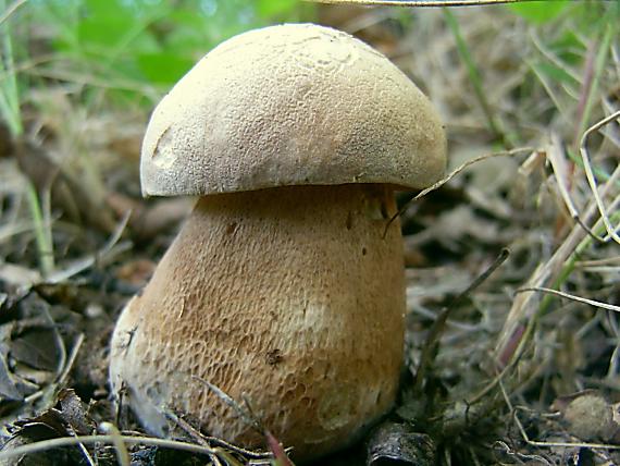 hríb dubový Boletus reticulatus Schaeff.