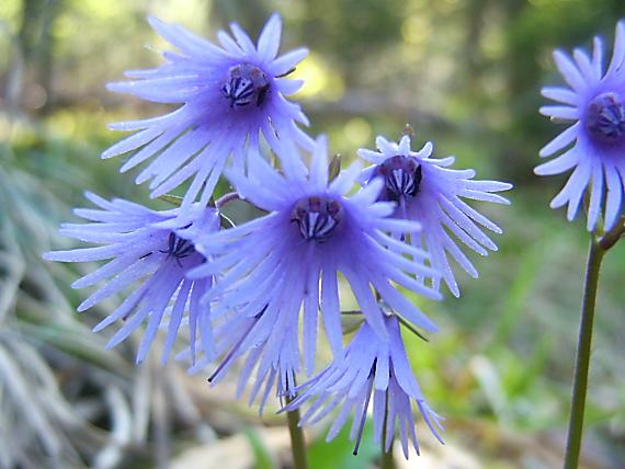 soldanelka carpatská Soldanella carpatica Vierh.