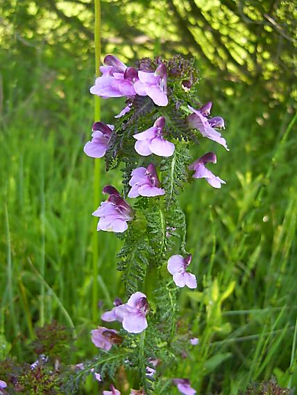 všivec močiarny Pedicularis palustris L.