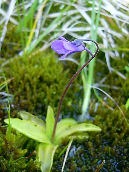 tučnica obyčajná Pinguicula vulgaris L.