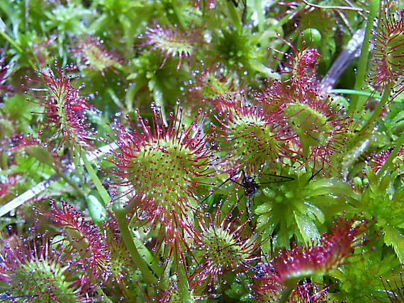 rosička okrúhlolistá Drosera rotundifolia L.