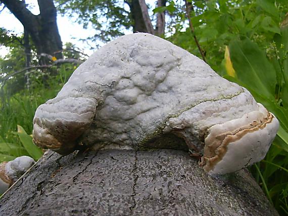 práchnovec kopytový Fomes fomentarius (L.) J.J. Kickx