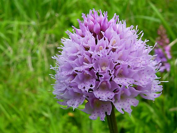 pavstavač hlavatý Traunsteinera globosa (L.) Reichenb.