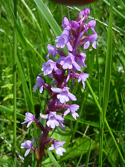 päťprstnica obyčajna Gymnadenia conopsea (L.) R. Br.