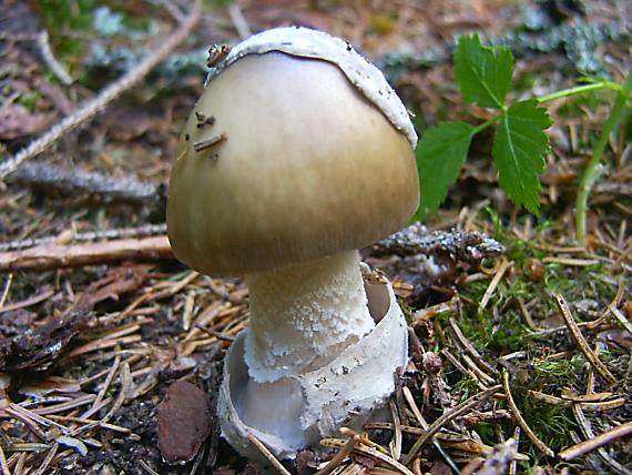 muchotrávka umbrovožltá Amanita battarrae (Boud.) Bon