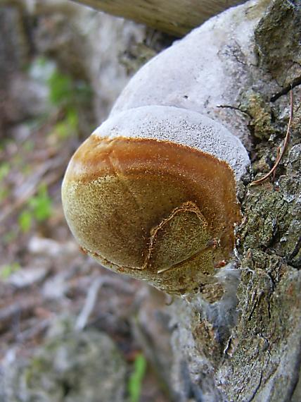 ohňovec Hartigov Phellinus hartigii (Allesch. & Schnabl) Pat.