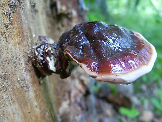 lesklokôrovka ihličnanová Ganoderma carnosum Pat.