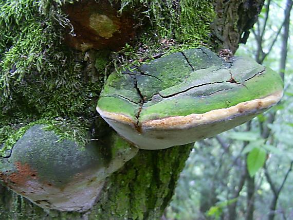 ohňovec obyčajný? Phellinus igniarius (L.) Quél.