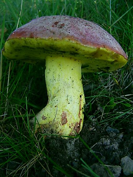 hríb kráľovský Butyriboletus regius (Krombh.) D. Arora & J.L. Frank