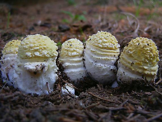 muchotrávka kráľovská Amanita regalis (Fr.) Michael