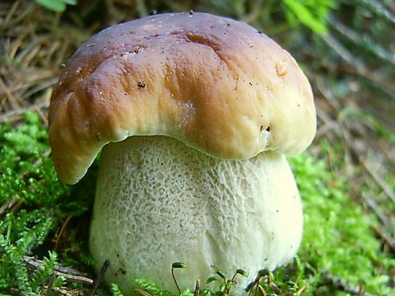 hríb smrekový Boletus edulis Bull.