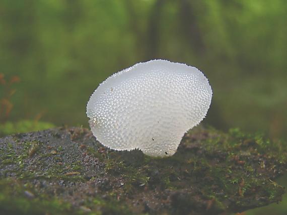 pajelenka želatínová Pseudohydnum gelatinosum (Scop.) P. Karst.