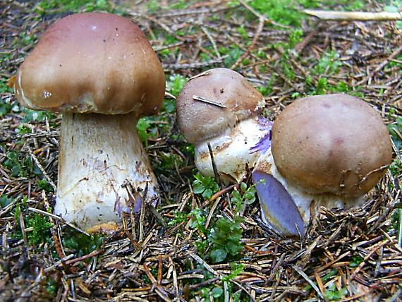 pavučinovec Cortinarius sp.