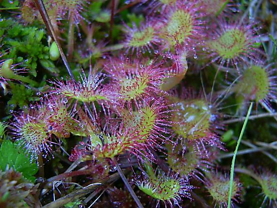 rosička okrúhlolistá Drosera rotundifolia L.