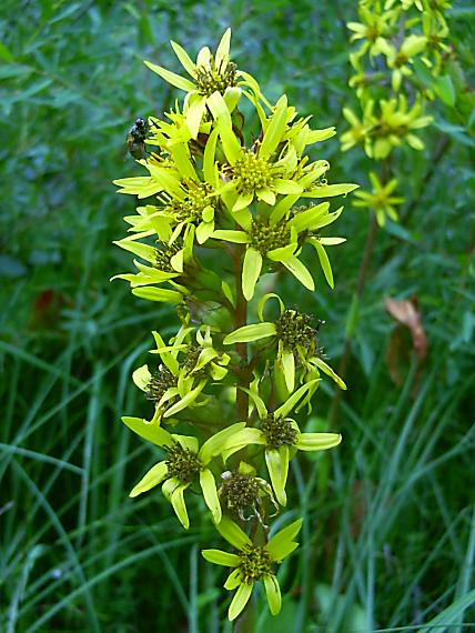 jazyčník sibírsky Ligularia sibirica (L.) Cass.