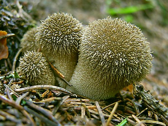 prášnica pichliačová Lycoperdon echinatum Pers.