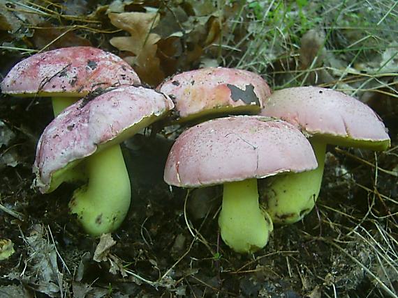 hríb kráľovský Butyriboletus regius (Krombh.) D. Arora & J.L. Frank