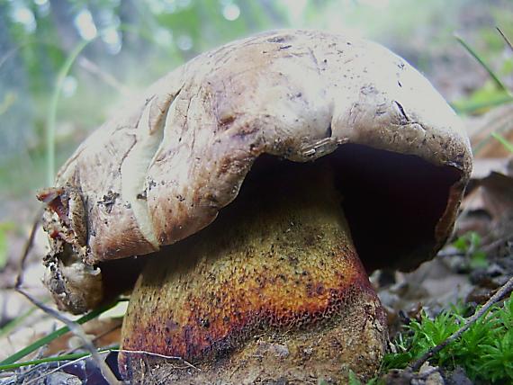 hríb purpurový Rubroboletus rhodoxanthus Kuan Zhao &amp; Zhu L. Yang