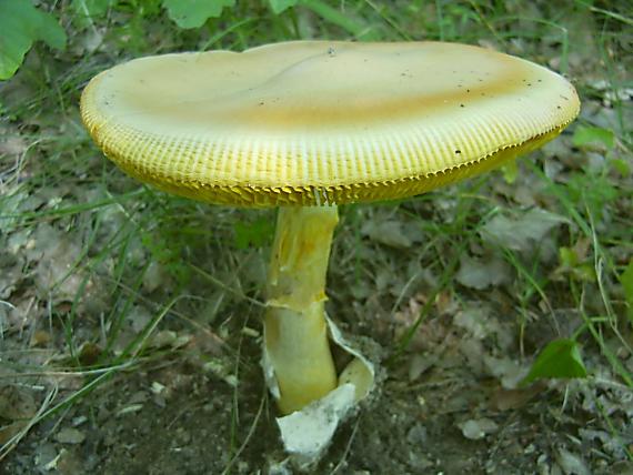 muchotrávka cisárska Amanita caesarea (Scop.) Pers.