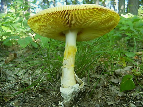 muchotrávka cisárska Amanita caesarea (Scop.) Pers.