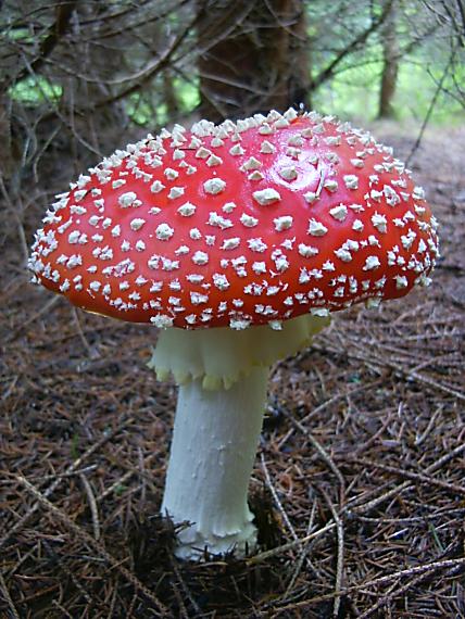 muchotrávka červená Amanita muscaria (L.) Lam.