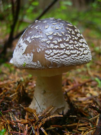 muchotrávka hrubá Amanita excelsa (Fr.) Bertill.