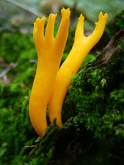 parôžkovec lepkavý Calocera viscosa (Pers.) Fr.