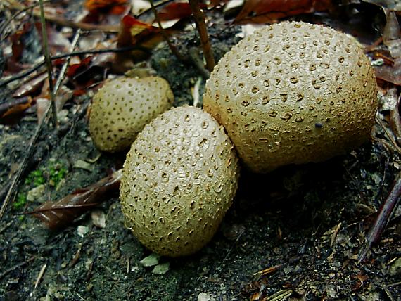 pestrec obyčajný Scleroderma citrinum Pers.