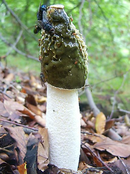 hadovka smradľavá Phallus impudicus L.