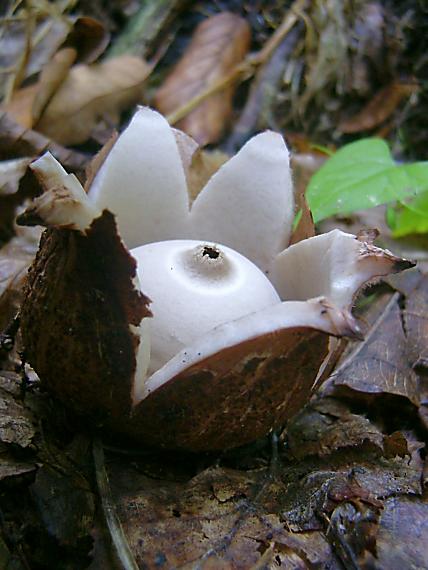 hviezdovka trojitá Geastrum triplex Jungh.