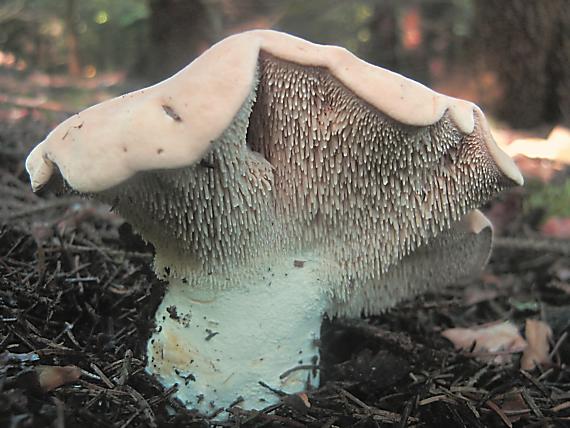 jelenka poprehýbaná Hydnum repandum L.