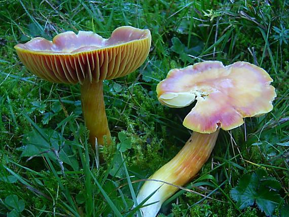 lúčnica granátovočervená Hygrocybe punicea (Fr.) P. Kumm.