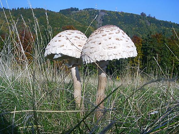 bedľa vysoká Macrolepiota procera (Scop.) Singer