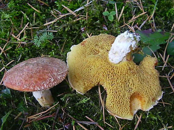 masliak douglaskový Suillus lakei (Murrill) A.H. Sm. & Thiers