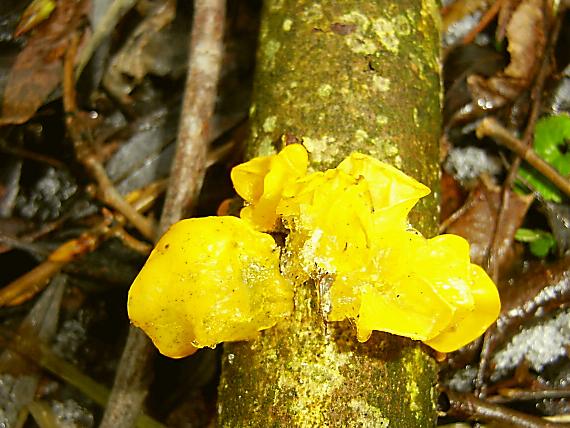 rôsolovka mozgovitá (podľa mňa) Tremella mesenterica Retz.