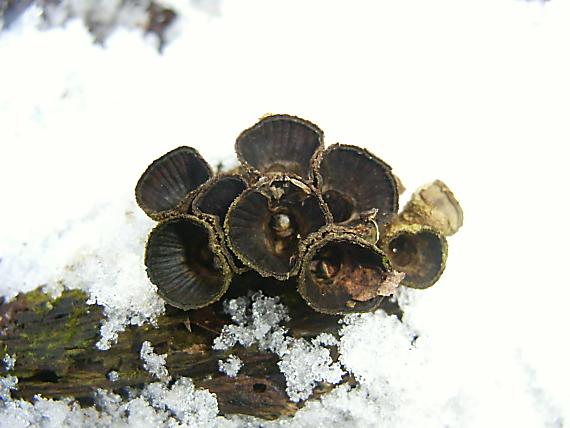 čiaškovec pásikavý Cythus striatus