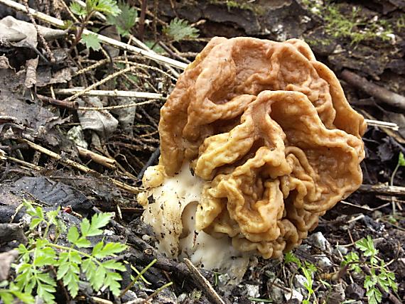 ušiak obrovský Gyromitra gigas (Krombh.) Cooke